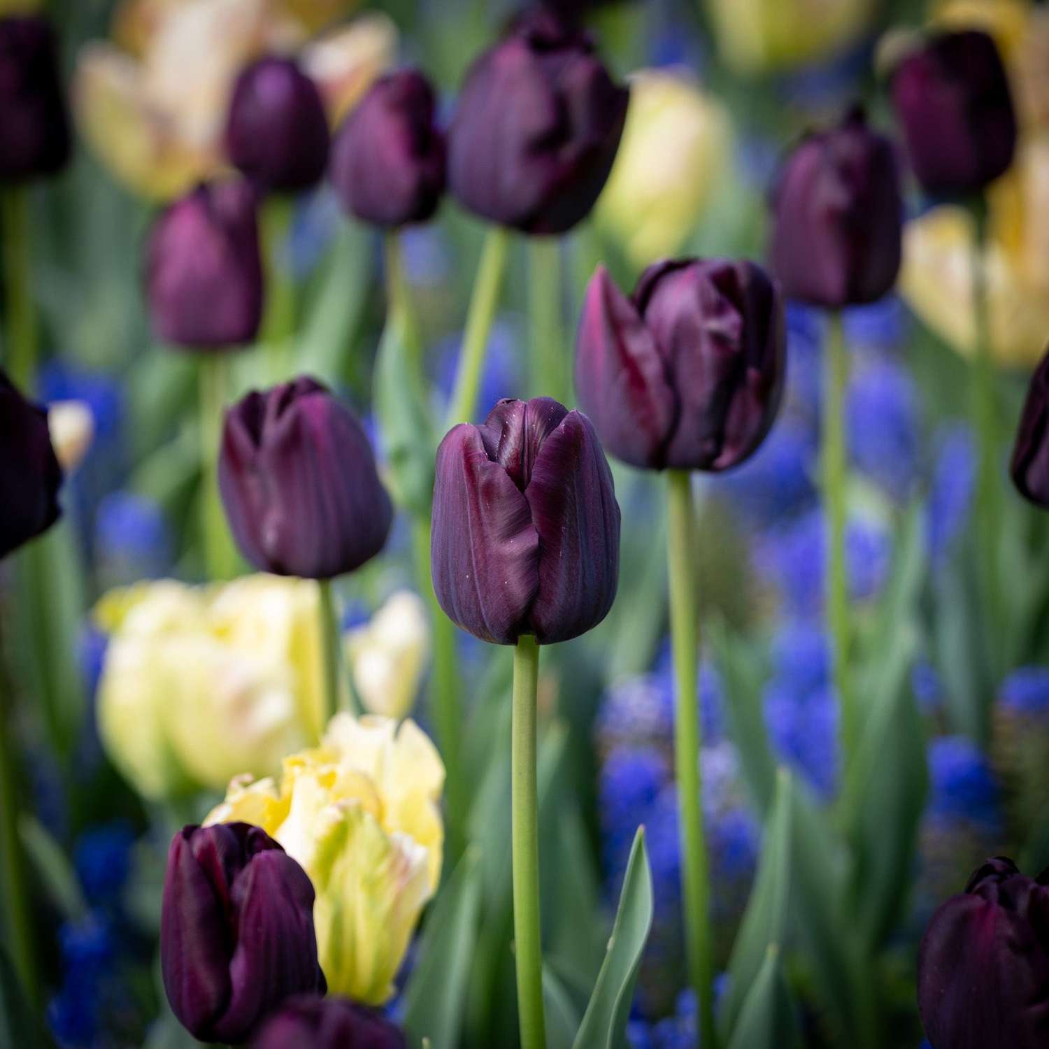 Tulppaani 'Paul Scherer'